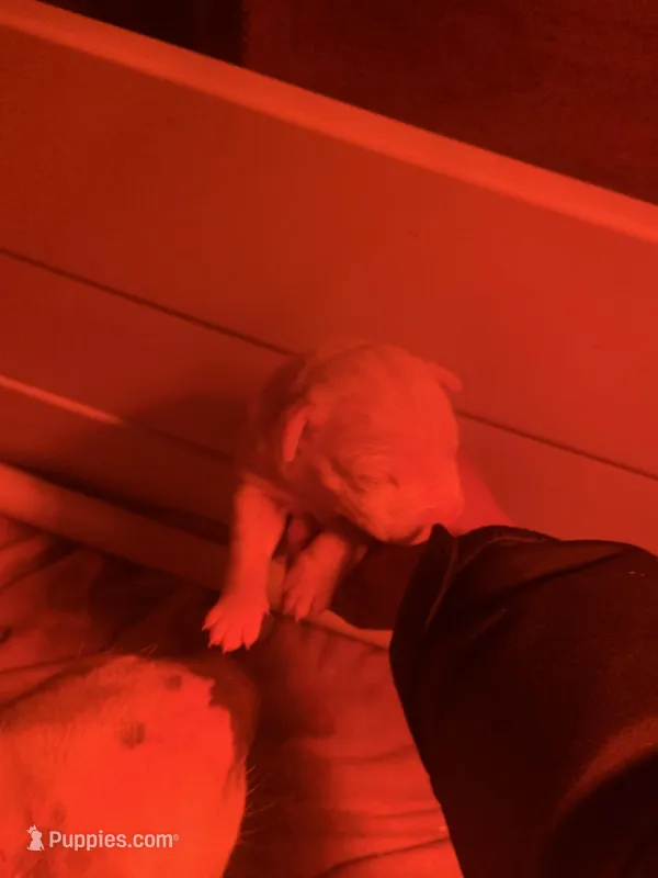 Female 1 – Dogo Argentino puppy for sale in Bridgeport, CT