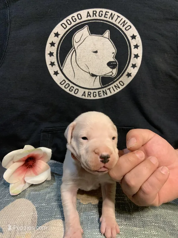 Female 1 – Dogo Argentino puppy for sale in Bridgeport, CT