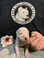 Female 1, a female Dogo Argentino for sale in Bridgeport, CT – 7 of 10