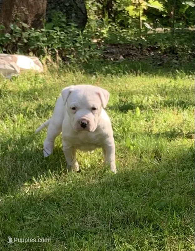 Female 3 – Dogo Argentino puppy for sale in Bridgeport, CT