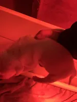 Female 3, a female Dogo Argentino for sale in Bridgeport, CT – Photo 2 of 3