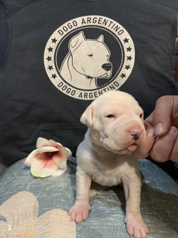 Female 3 – Dogo Argentino puppy for sale in Bridgeport, CT