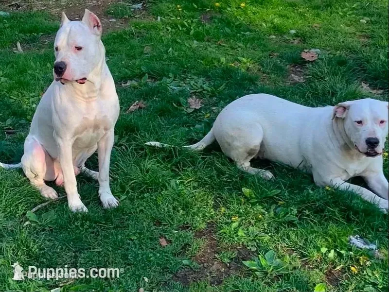 Female 3 – Dogo Argentino puppy for sale in Bridgeport, CT