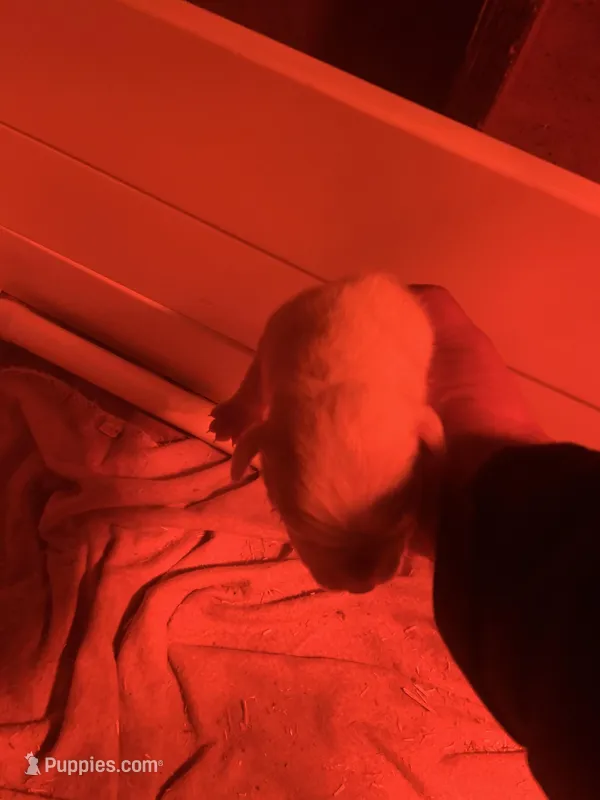 Female 3 – Dogo Argentino puppy for sale in Bridgeport, CT