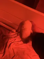 Female 3, a female Dogo Argentino for sale in Bridgeport, CT – Photo 3 of 3