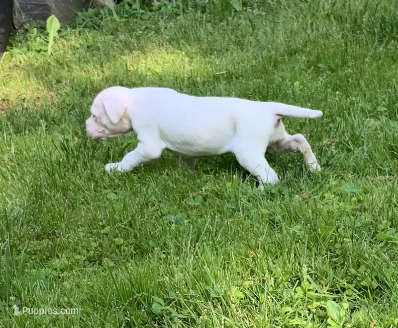 Female 1 – Dogo Argentino puppy for sale in Bridgeport, CT