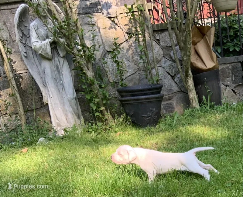 Female 1 – Dogo Argentino puppy for sale in Bridgeport, CT