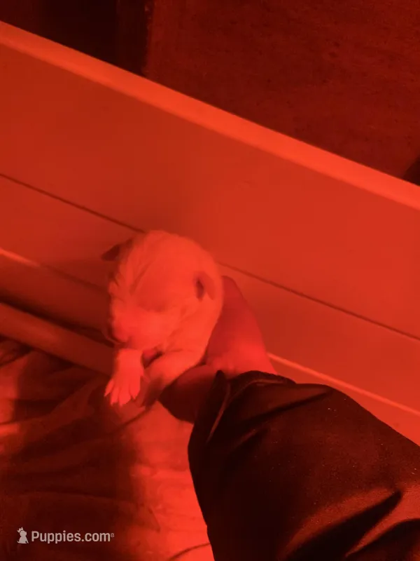 Female 2 – Dogo Argentino puppy for sale in Bridgeport, CT