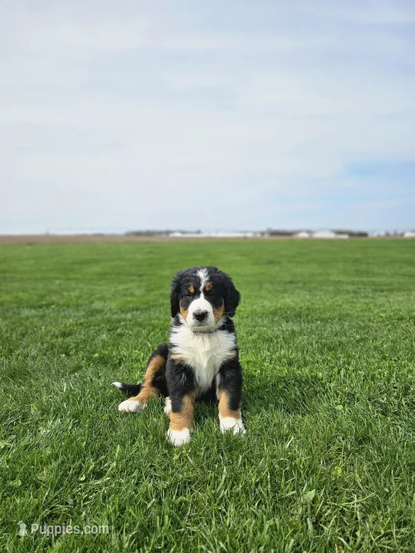 Olivia – Bernese Mountain Dog puppy on hold in Goshen, IN