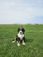 Olivia, a female Bernese Mountain Dog for sale in Goshen, IN – Photo 1 of 7