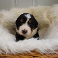 Olivia, a female Bernese Mountain Dog for sale in Goshen, IN – Photo 1 of 2