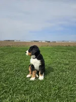 Olivia, a female Bernese Mountain Dog for sale in Goshen, IN – Photo 3 of 7
