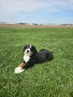 Olivia, a female Bernese Mountain Dog for sale in Goshen, IN – Photo 5 of 7
