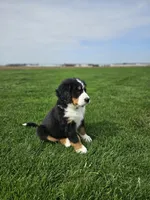 Olivia, a female Bernese Mountain Dog for sale in Goshen, IN – Photo 4 of 7