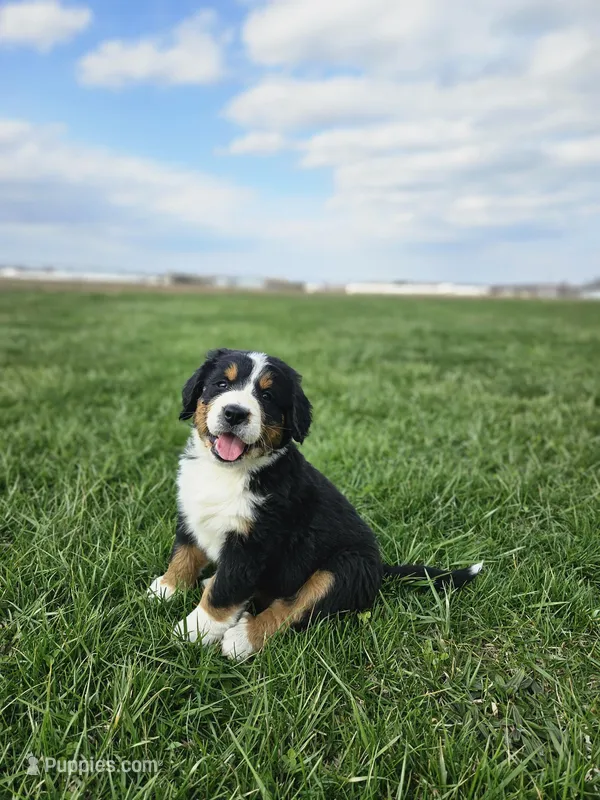 Olivia – Bernese Mountain Dog puppy for sale in Goshen, IN