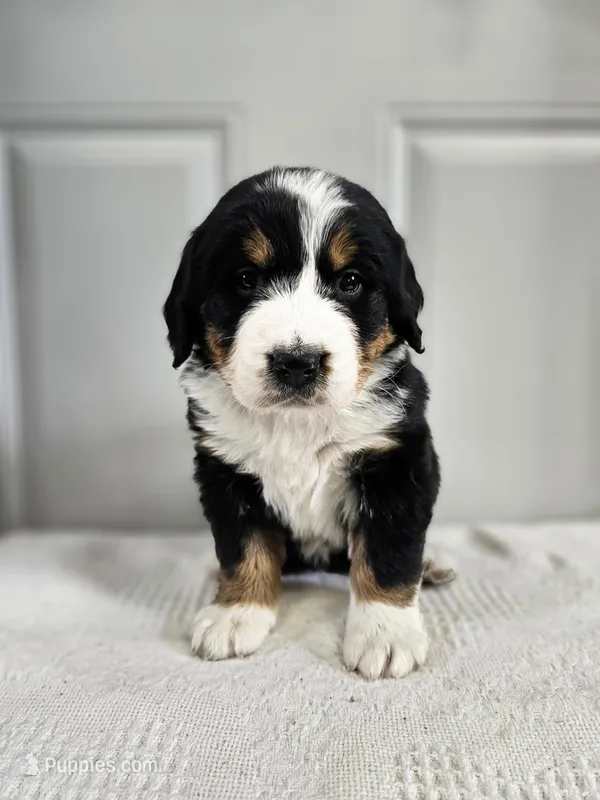 Olivia – Bernese Mountain Dog puppy for sale in Goshen, IN