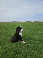 Olivia, a female Bernese Mountain Dog for sale in Goshen, IN – Photo 2 of 7
