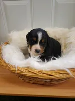 Luna, a female Bernese Mountain Dog for sale in Goshen, IN – Photo 2 of 2