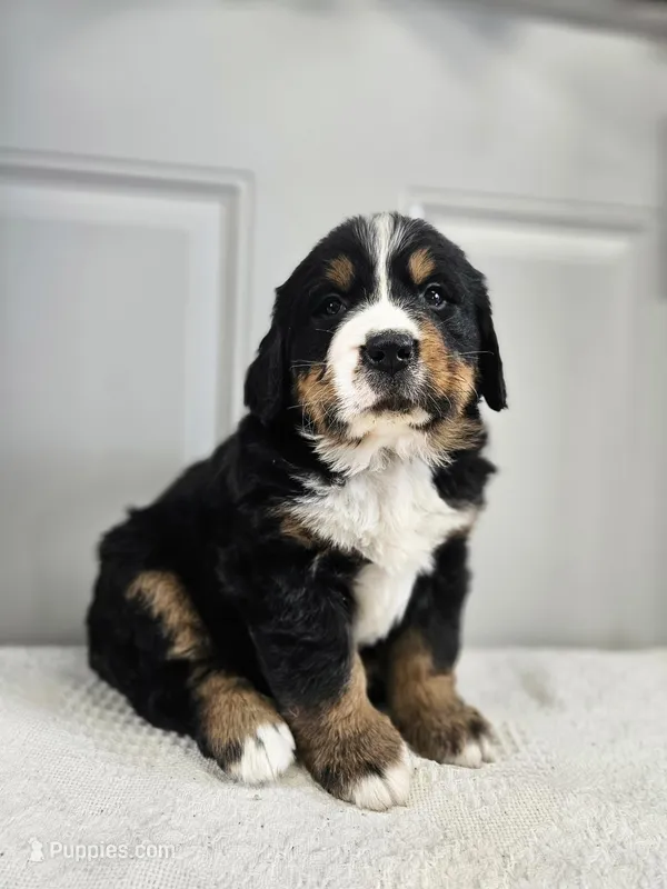 Luna – Bernese Mountain Dog puppy for sale in Goshen, IN