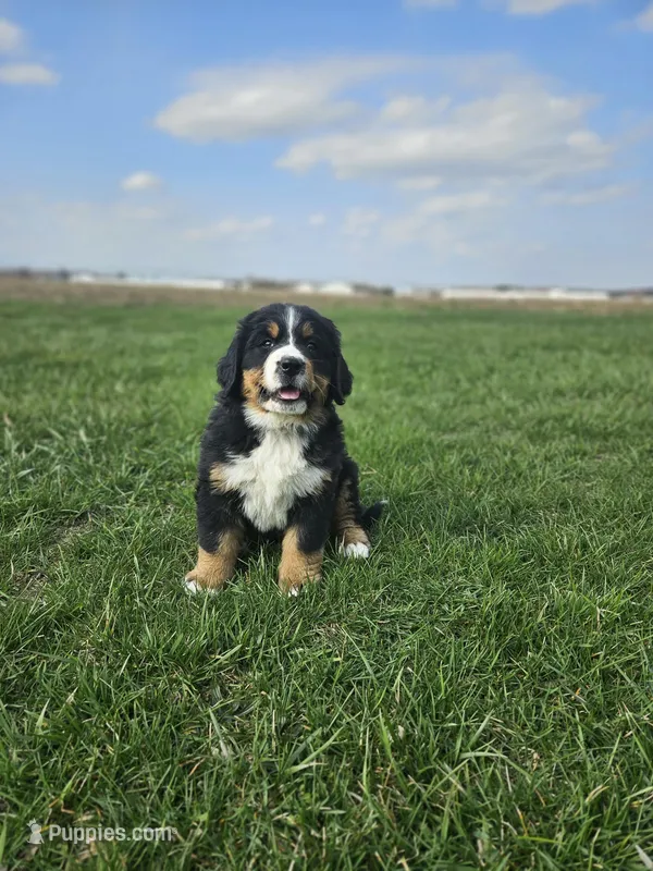Luna – Bernese Mountain Dog puppy for sale in Goshen, IN