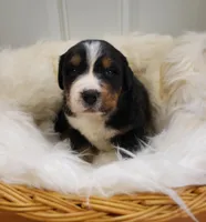 Luna, a female Bernese Mountain Dog for sale in Goshen, IN – Photo 1 of 2
