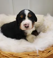 Charlie, a male Bernese Mountain Dog for sale in Goshen, IN – Photo 1 of 2