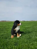 Charlie, a male Bernese Mountain Dog for sale in Goshen, IN – Photo 2 of 7