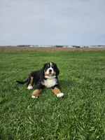 Charlie, a male Bernese Mountain Dog for sale in Goshen, IN – Photo 5 of 7