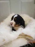 Charlie, a male Bernese Mountain Dog for sale in Goshen, IN – Photo 2 of 2