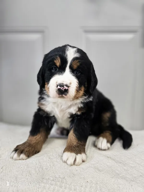 Charlie – Bernese Mountain Dog puppy for sale in Goshen, IN