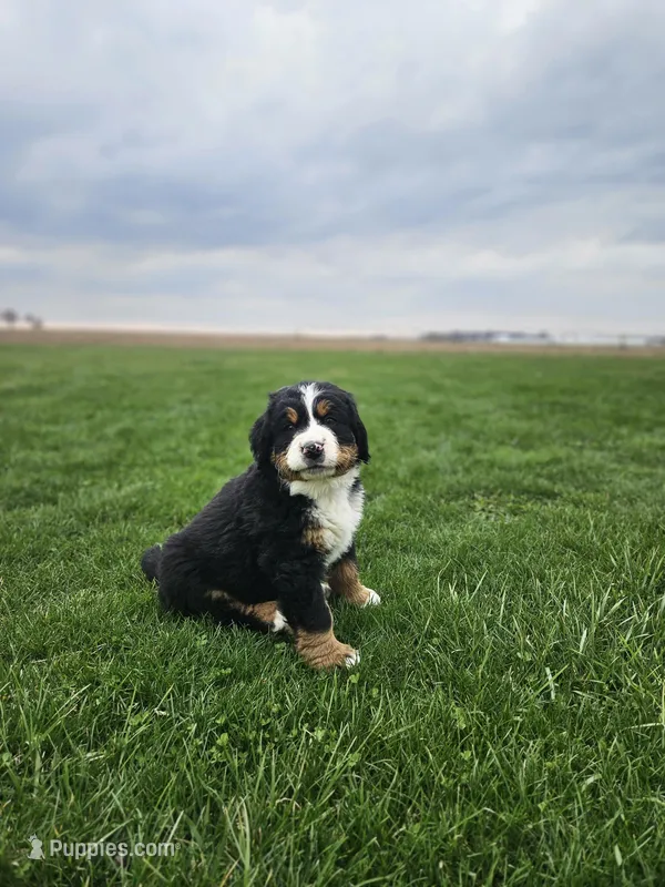 Charlie – Bernese Mountain Dog puppy for sale in Goshen, IN