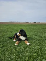 Charlie, a male Bernese Mountain Dog for sale in Goshen, IN – Photo 4 of 7