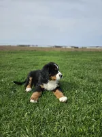Charlie, a male Bernese Mountain Dog for sale in Goshen, IN – Photo 3 of 7