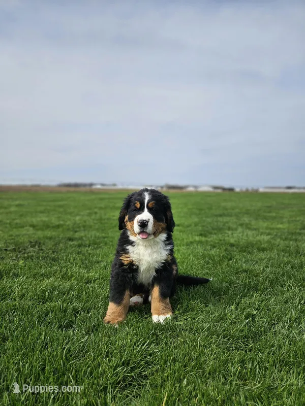Charlie – Bernese Mountain Dog puppy for sale in Goshen, IN