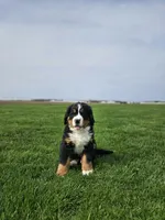 Charlie, a male Bernese Mountain Dog for sale in Goshen, IN – Photo 1 of 7
