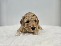 F1B Lucy, a female Poodle - Miniature  and Miniature Goldendoodle for sale in Goshen, IN – Photo 6 of 9