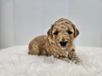 F1B Lucy, a female Poodle - Miniature  and Miniature Goldendoodle for sale in Goshen, IN – Photo 3 of 9