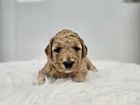 F1B Lucy, a female Poodle - Miniature  and Miniature Goldendoodle for sale in Goshen, IN – Photo 5 of 9