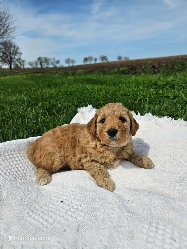 F1B Lucy – Poodle - Miniature , Miniature Goldendoodle puppy for sale in Goshen, IN