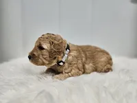 F1B Lucy, a female Poodle - Miniature  and Miniature Goldendoodle for sale in Goshen, IN – Photo 7 of 9