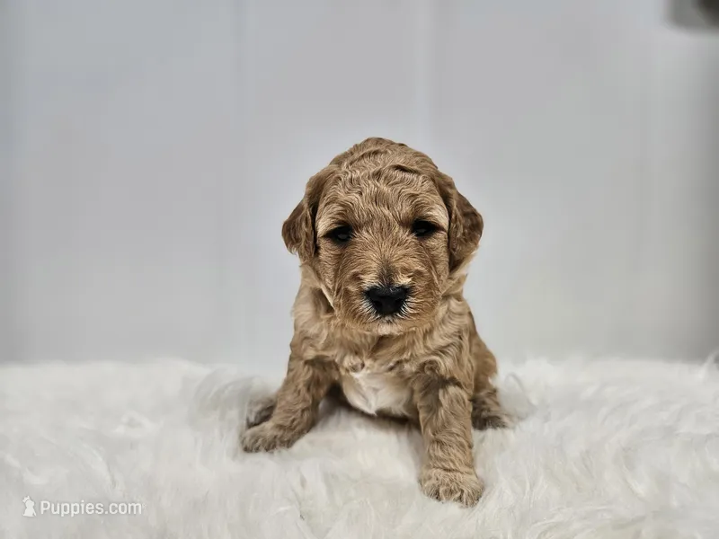 F1B Lucy – Poodle - Miniature , Miniature Goldendoodle puppy for sale in Goshen, IN