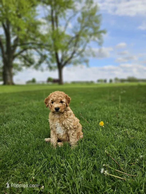 F1B Lucy – Poodle - Miniature , Miniature Goldendoodle puppy for sale in Goshen, IN