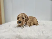 F1B Lucy, a female Poodle - Miniature  and Miniature Goldendoodle for sale in Goshen, IN – Photo 2 of 9