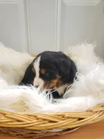 Shelby, a female Bernese Mountain Dog for sale in Goshen, IN – Photo 2 of 2