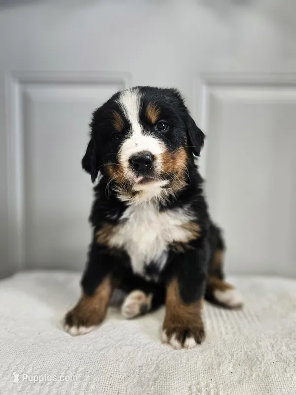 Shelby – Bernese Mountain Dog puppy for sale in Goshen, IN