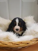 Shelby, a female Bernese Mountain Dog for sale in Goshen, IN – Photo 1 of 2