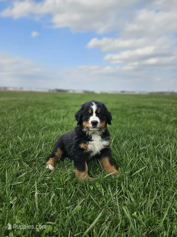 Shelby – Bernese Mountain Dog puppy on hold in Goshen, IN