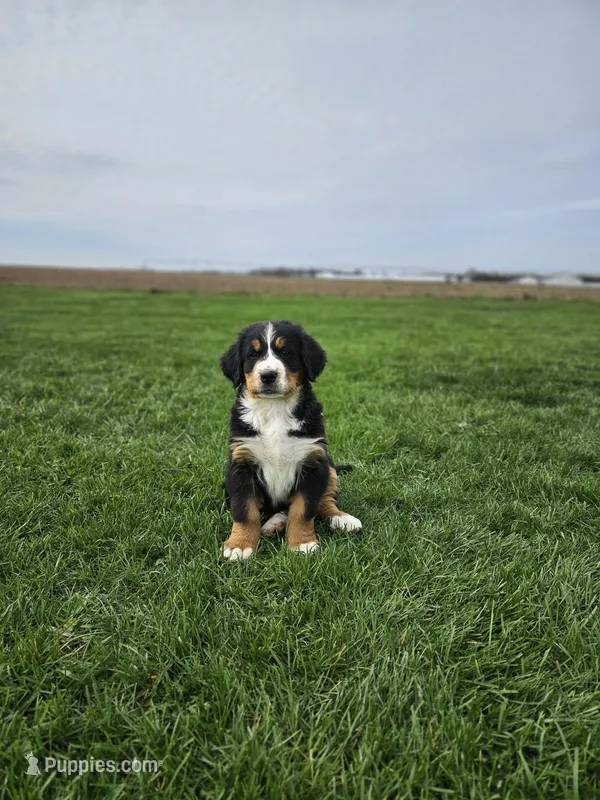 Gracie – Bernese Mountain Dog puppy for sale in Goshen, IN