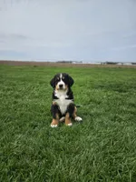 Gracie, a female Bernese Mountain Dog for sale in Goshen, IN – Photo 1 of 7