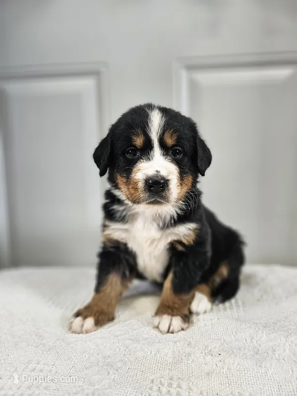 Gracie – Bernese Mountain Dog puppy for sale in Goshen, IN